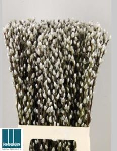 <h4>SALIX CA SNOW FLAKE</h4>