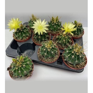 CACTUS BLOEIEND