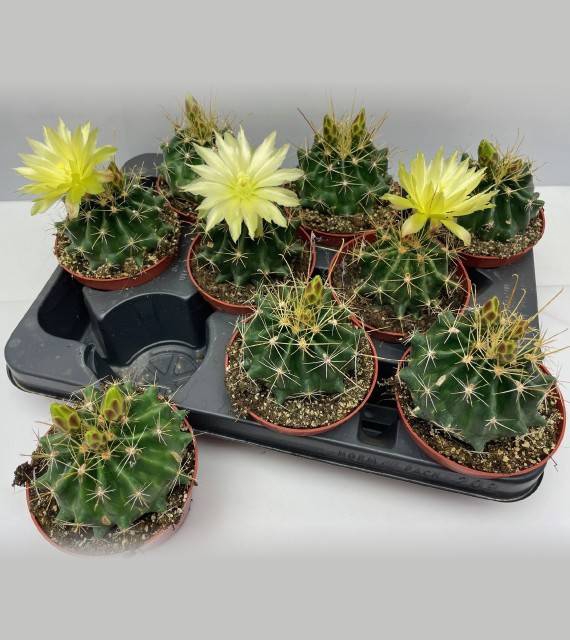 <h4>CACTUS BLOEIEND</h4>