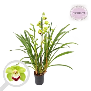 Cymbidium groen 3 tak