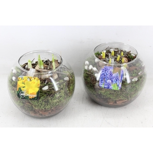 arr4 Bollenmix MB - Glas bol kl. 338/6