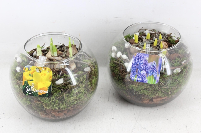 <h4>arr4 Bollenmix MB - Glas bol kl. 338/6</h4>