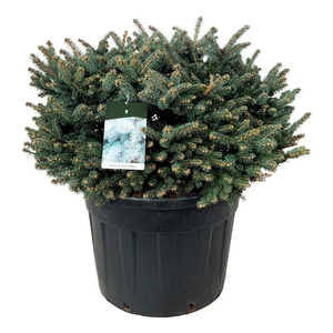 Picea pung. 'Glauca Globosa'