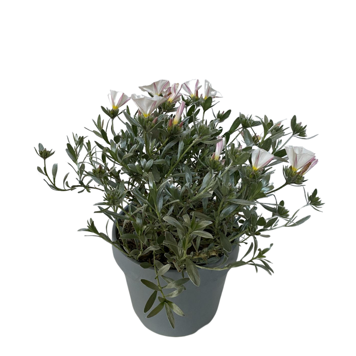 <h4>Convolvulus overig</h4>