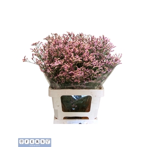 Limonium Sin Divine Diamond Fers