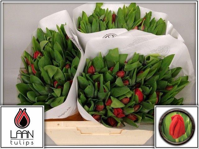 <h4>TU EN ESCAPE</h4>