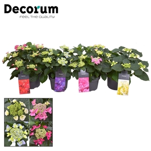 Hydrangea Teller 7 - 12 kop div. kleuren per kar (Decorum)
