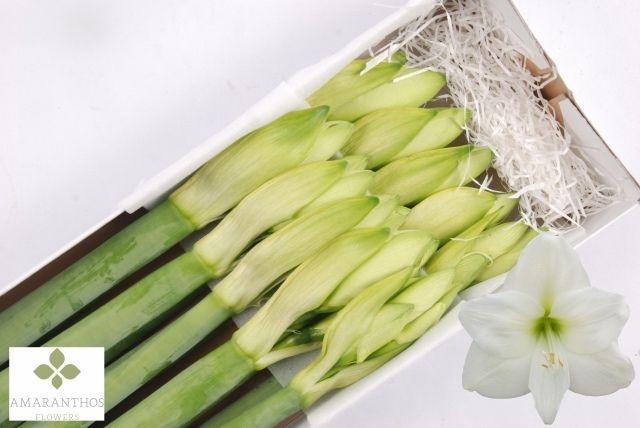 <h4>Hippeastrum Mont Blanc</h4>