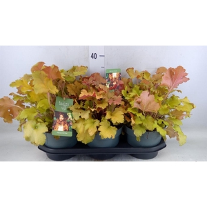 Heuchera   ...