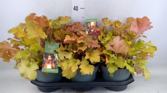 <h4>Heuchera   ...</h4>