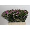 Dianthus Br Amazon Rose Magic