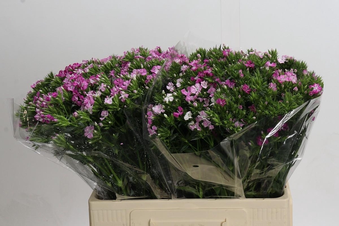 Dianthus Br Amazon Rose Magic
