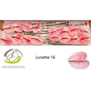 Anthurium Lunette