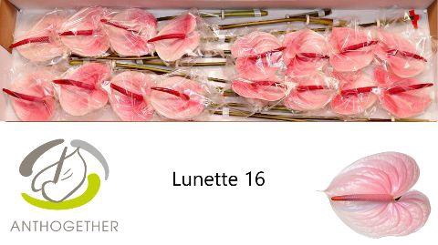 <h4>Anthurium Lunette</h4>