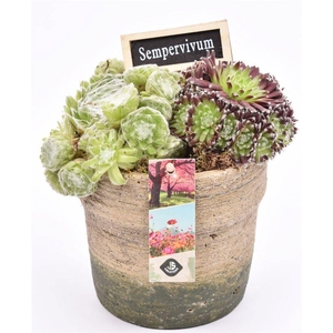 Cement pot naturel/groen 13.5cm
