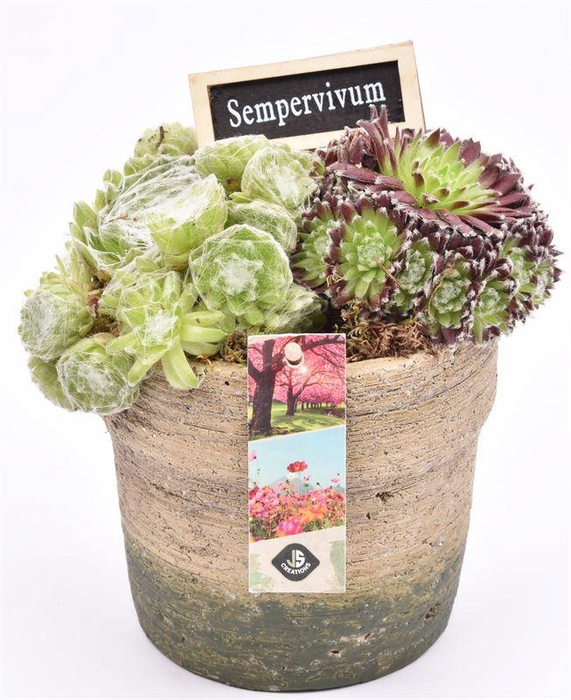 <h4>Cement pot naturel/groen 13.5cm</h4>