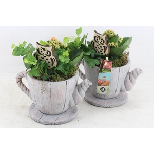 arr2 JS - Ker. hout thee pot 338/6