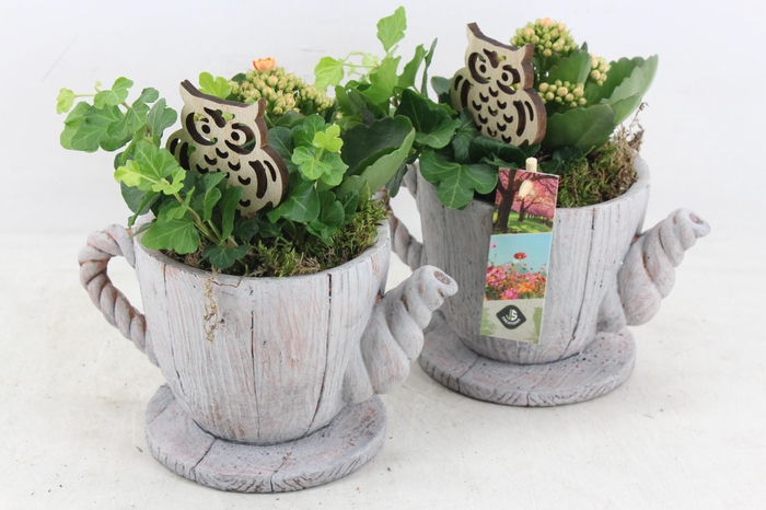 Arr2 Js - Ker. Hout Thee Pot 338/6