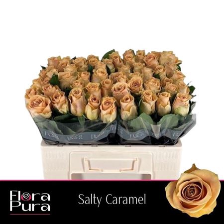 <h4>Rosa a grande fleur Salty Caramel!</h4>