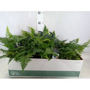Humata tyermannii