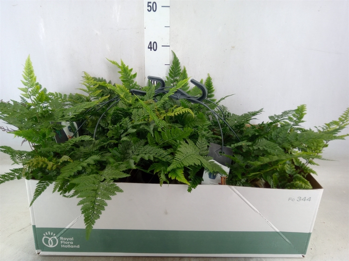 <h4>Humata tyermannii</h4>