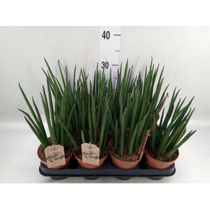 Sansevieria bacularis