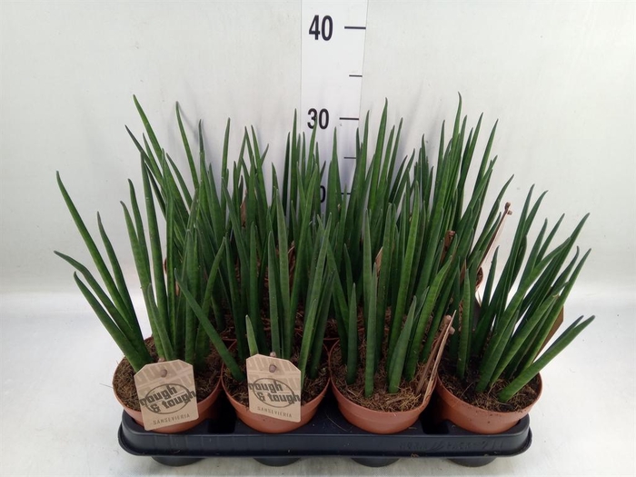 <h4>Sansevieria bacularis</h4>
