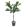 Ficus Lyrata