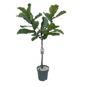 Ficus Lyrata