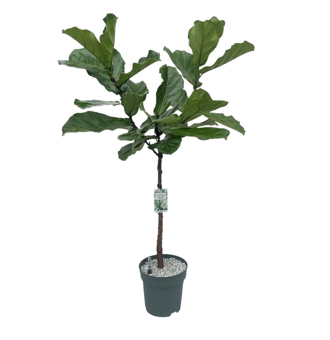 <h4>Ficus Lyrata</h4>