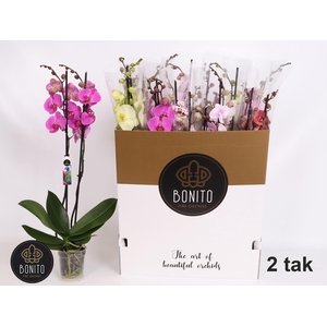 PHAL GEM 10 KL