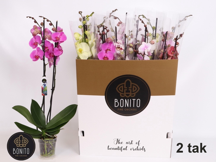 <h4>PHAL GEM 10 KL</h4>