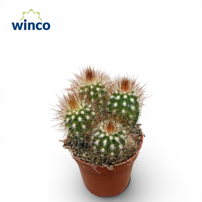 <h4>Pilosocereus Piauhyensis</h4>