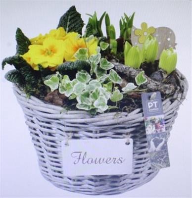 <h4>3843 PRIMULA GREY MAND</h4>