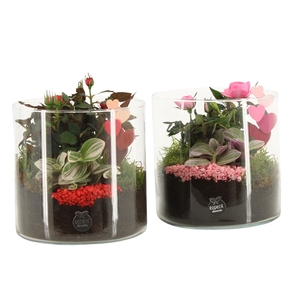 21836: Lovess arrangement