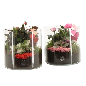 21836: Lovess arrangement