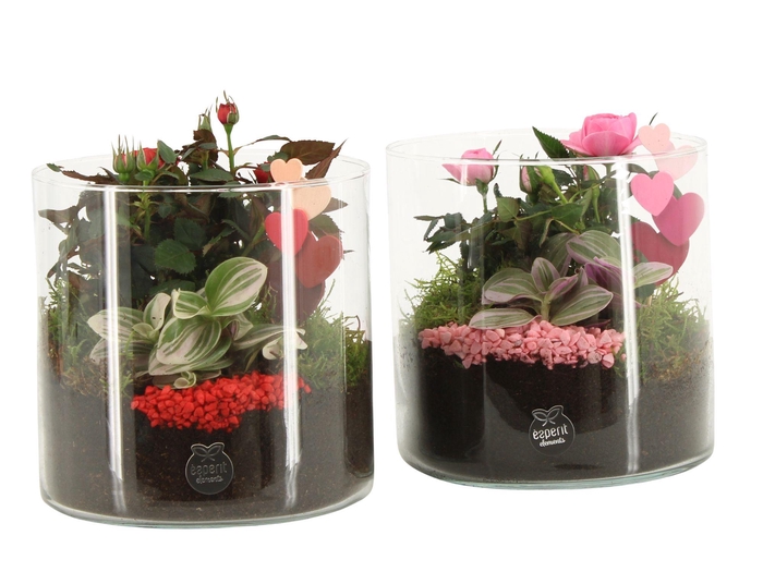 <h4>21836: Lovess arrangement</h4>