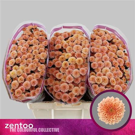 <h4>Sant Miller Apricot</h4>