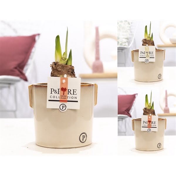 <h4>Hippeastrum mix in P&PURE Lauren ceramics</h4>