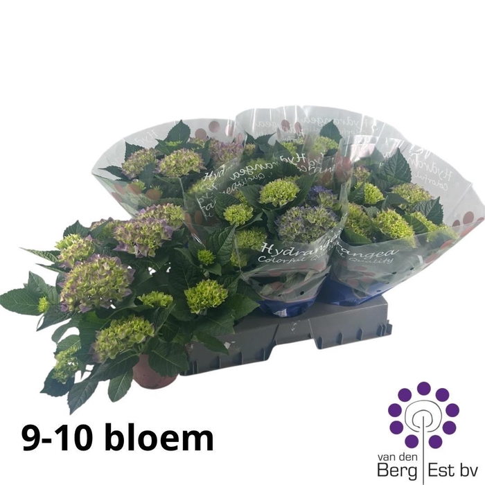 <h4>HYDR M HI OCEAN</h4>