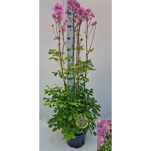 THAL AQUILEGIFOLIUM