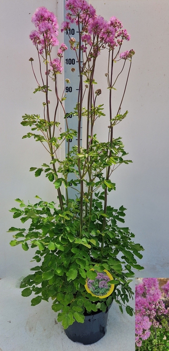<h4>THAL AQUILEGIFOLIUM</h4>