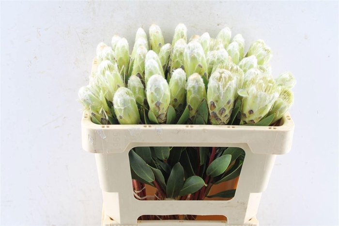 <h4>PROTEA MUNDII</h4>