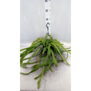 Rhipsalis   ...
