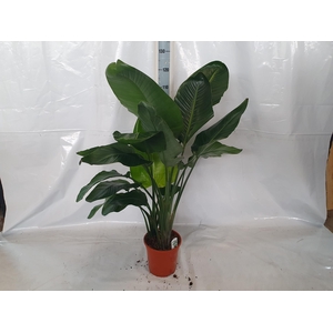 STRELITZIA NICOLAI