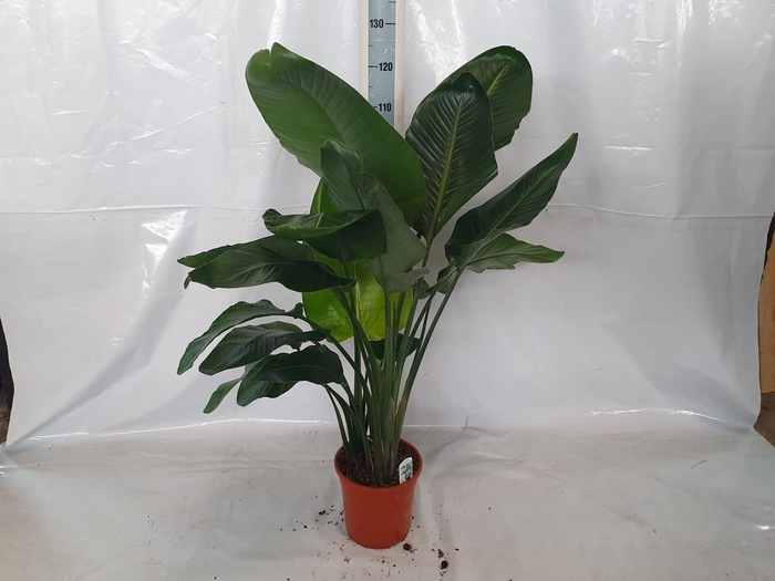 <h4>STRELITZIA NICOLAI</h4>