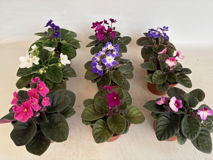 <h4>SAINTP GEM 6 KL</h4>