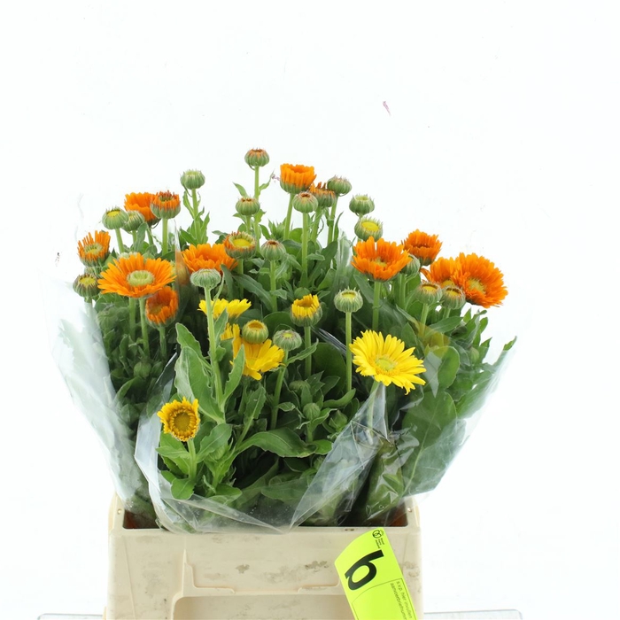 <h4>Calend Mix (yellow/orange)</h4>