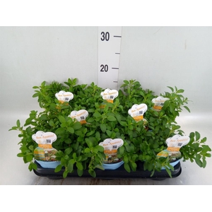 Origanum vulgare 'Compactum'