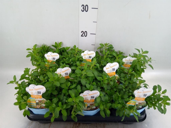 <h4>Origanum vulgare 'Compactum'</h4>